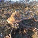 Stubben vom Obstbaum nach der Fällung Stubben vom Obstbaum nach der Fällung