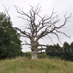 Geisterbaum
