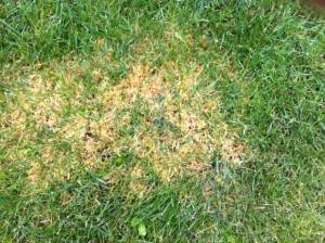 Moos im Rasen vernichten – Erfahrungen mit Moosentferner | Hausbau Blog