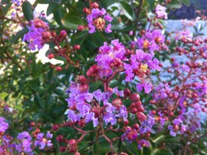 Flieder des Südens (Lagerströmie) – Tolle Blüten für den Vorgarten