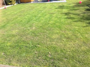 Rasen ohne Moos durch Eisendünger (Eisensulfat) – Gelingt Moosfrei