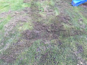 Rasen ohne Moos durch Eisendünger (Eisensulfat) – Gelingt Moosfrei